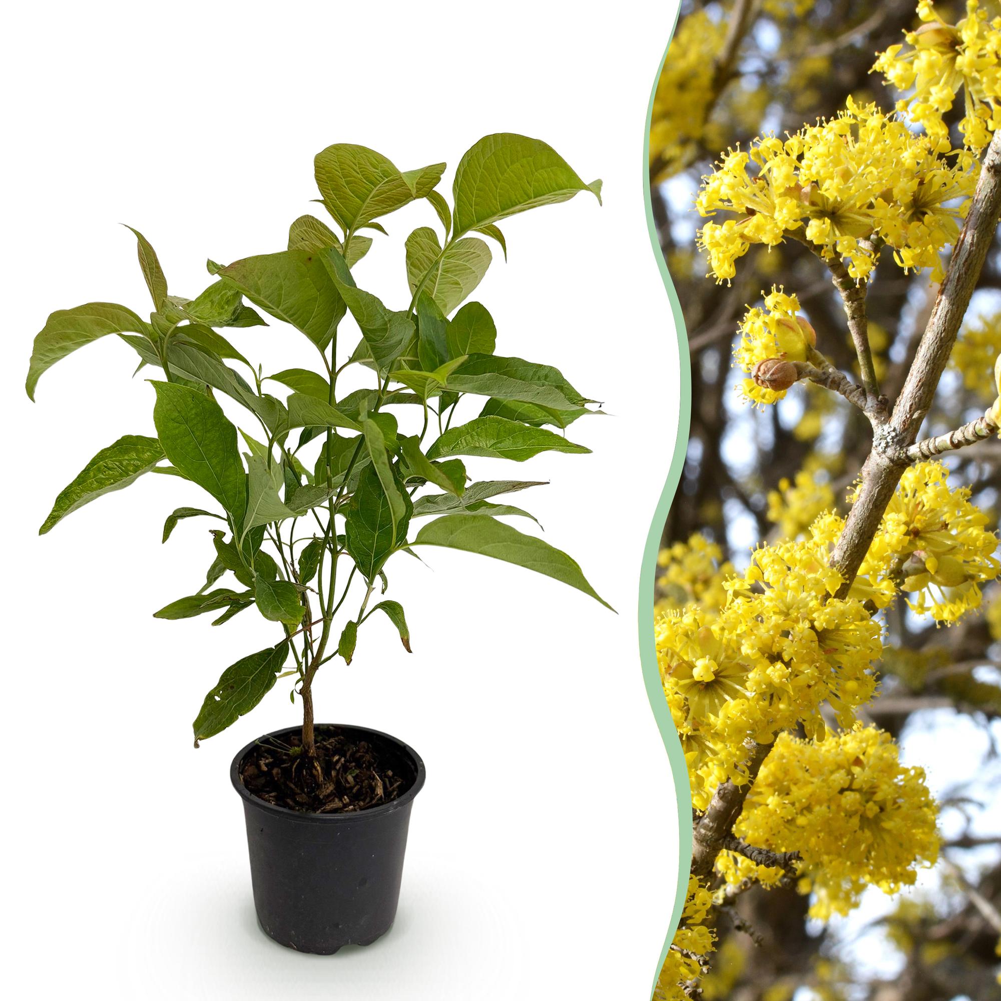 Gelbe Blüte der Cornus mas Pflanze von Everspring im Topf, 12 cm Durchmesser, ca. 35 cm hoch, frühlingshafte Naturerscheinung