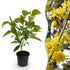 Gelbe Blüte der Cornus mas Pflanze von Everspring im Topf, 12 cm Durchmesser, ca. 35 cm hoch, frühlingshafte Naturerscheinung