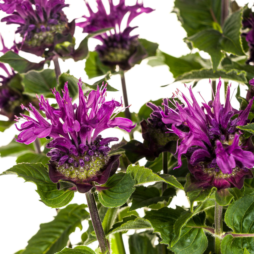 Monarda Didyma Purple Ø 19 cm - Höhe 45 - 60 cm - Wurzelwerk Design