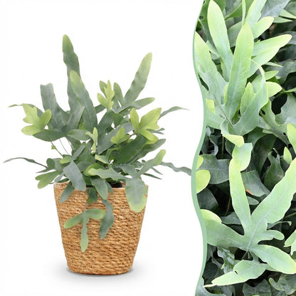 Phlebodium Blue Star kaufen | Blauer Farn – Topf Ø 12 cm, Höhe 25 cm - Wurzelwerk Design