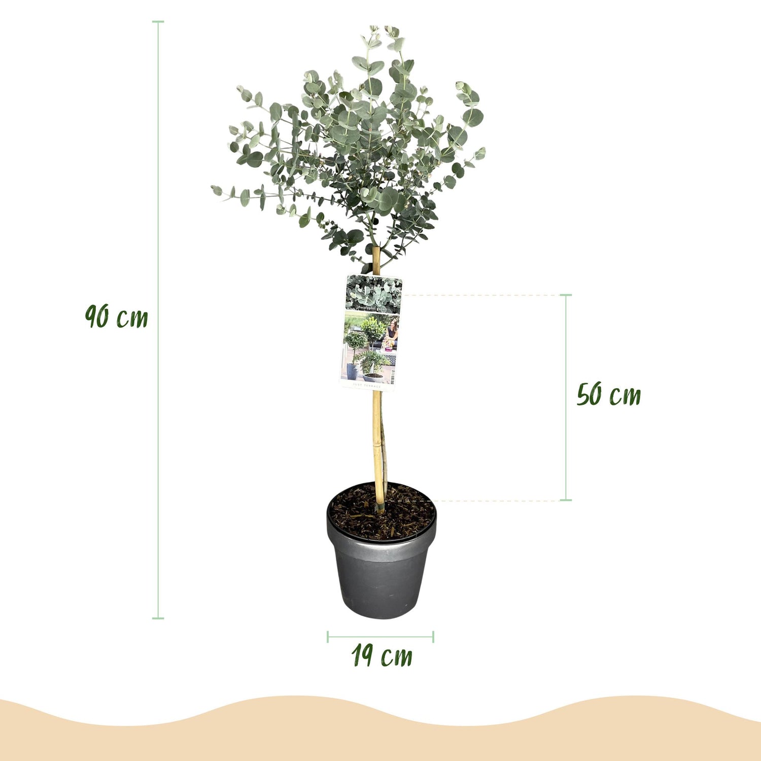Eukalyptus Azura Stämmchen – Eucalyptus gunnii online kaufen | Silberlaub, Duftend &amp; Winterhart – Wurzelwerk Design