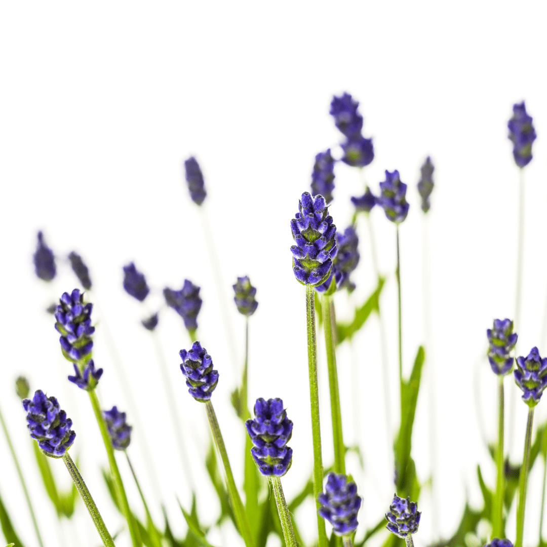 Lavandula angustifolia (4er - Set) – Echter Lavendel Ø19 cm | Duft &amp; Bienenliebe - Wurzelwerk Design