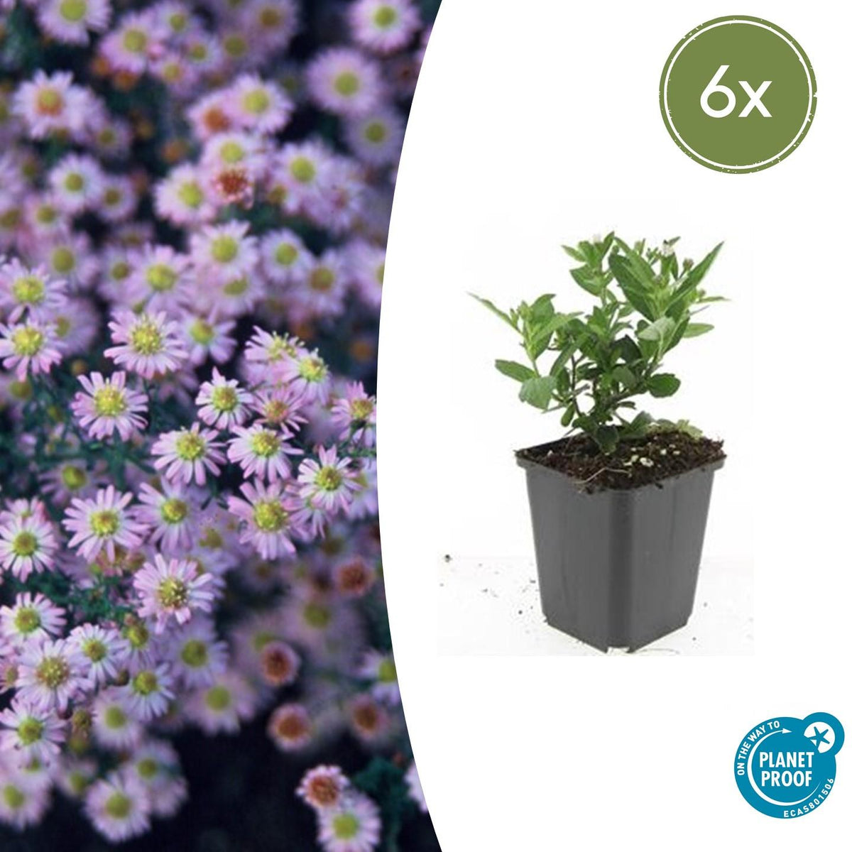 Everspring Herbstaster Aster ageratoides &