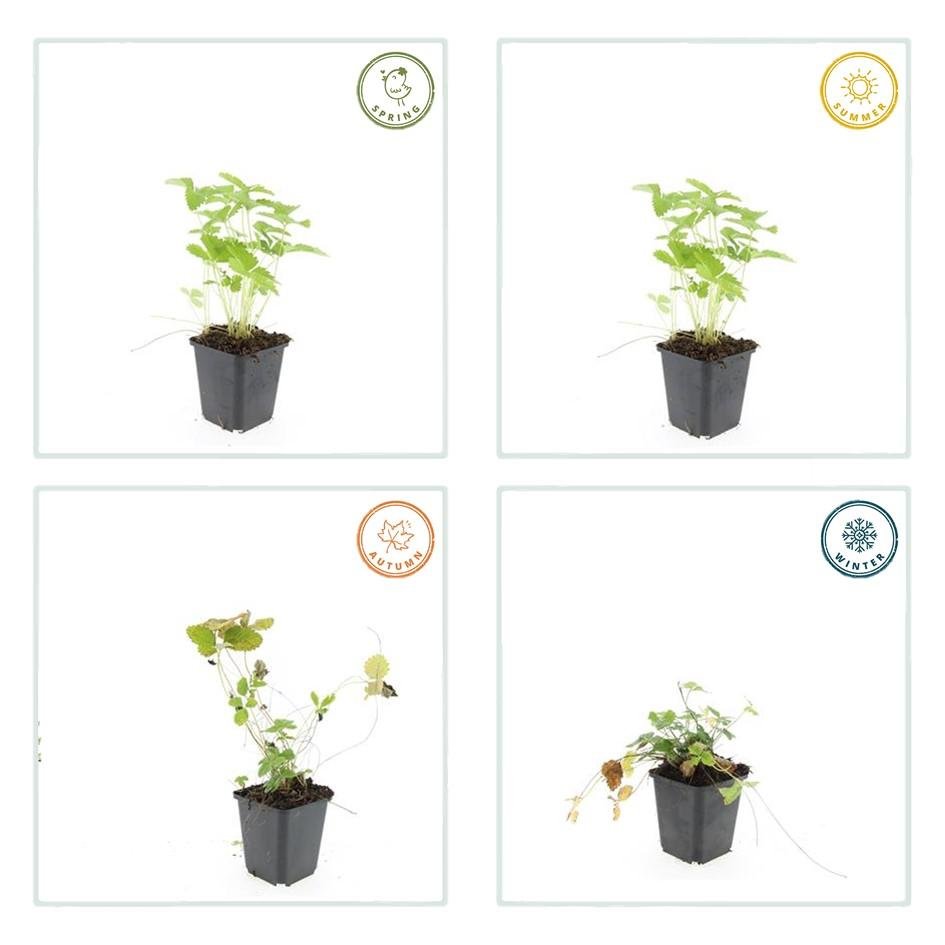 24x Fragaria vesca – Wald - Erdbeere für Garten &amp; Beet – Höhe 10–25 cm – Ø 9 cm Topf - Wurzelwerk Design