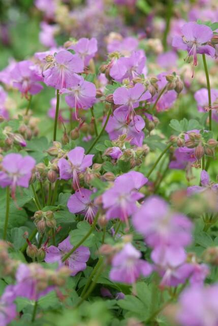 24x Geranium cantabrigiense ‘Cambridge’ – Duftender Bodendecker für sonnige &amp; halbschattige Lagen – Höhe 10–25 cm – Ø 9 cm - Wurzelwerk Design