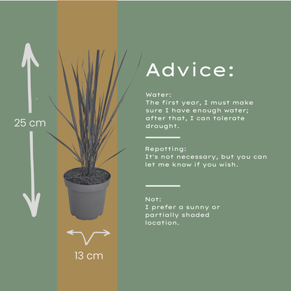 Rutenhirse Northwind kaufen | 3× Panicum virgatum, Ø 12 cm