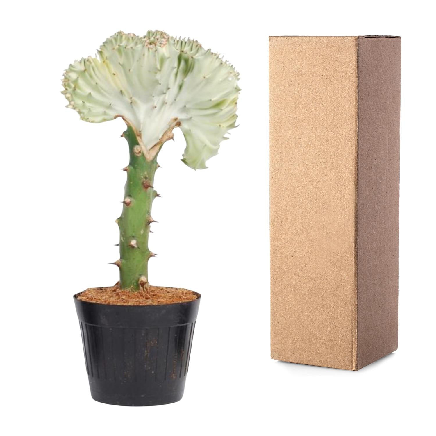 Euphorbia lactea Cristata weiß - 30 cm - ø10,5