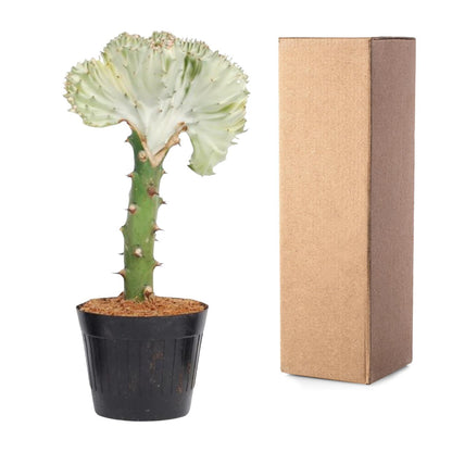 Euphorbia lactea Cristata weiß - 30 cm - ø10,5