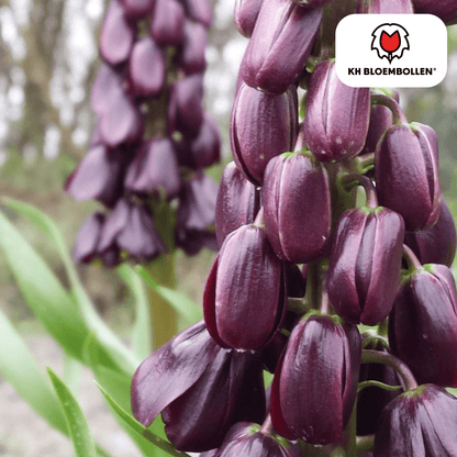 Fritillaria Lila Favorit – 5 Stück | Purpur - Kaiserkrone - Wurzelwerk Design