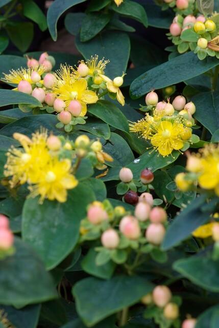 Sechs Hypericum inodorum &