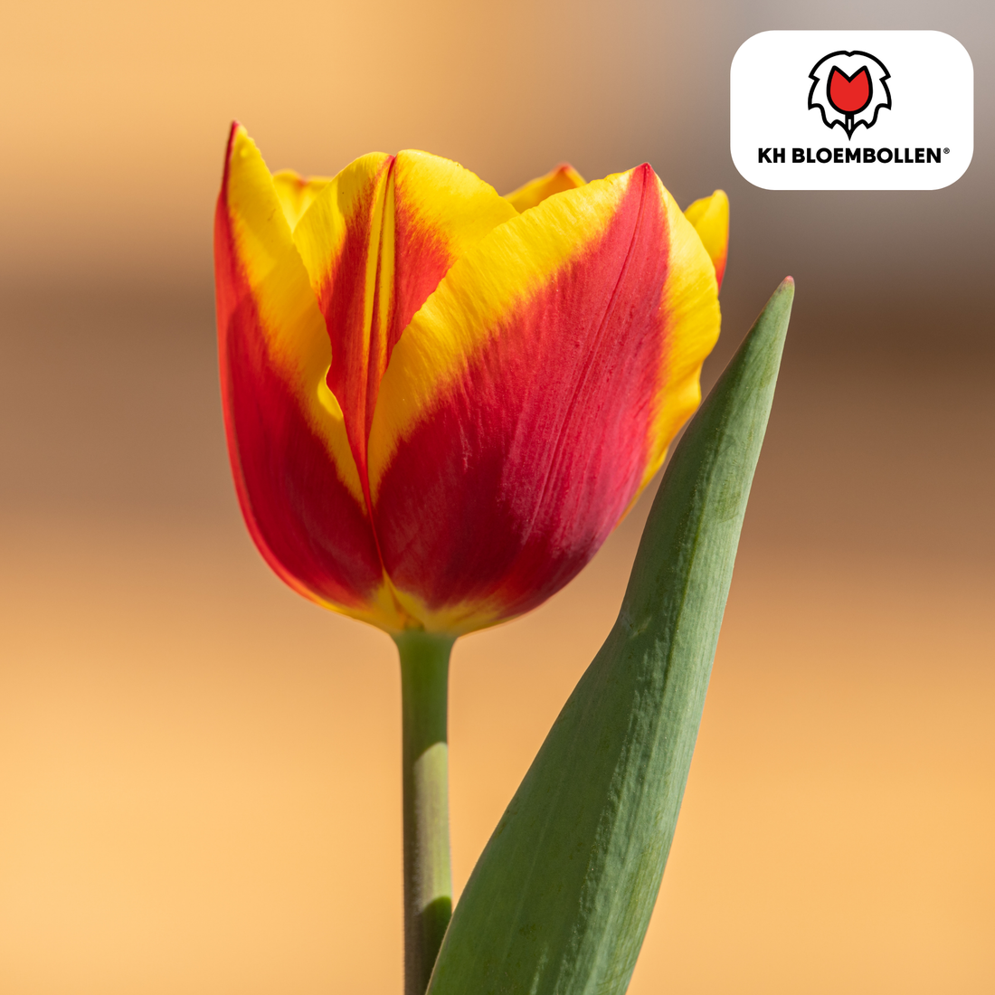 Everspring Tulpenzwiebeln Dow Jones, 20 Stück, kräftig rotes Blumen-Plant-Produkt, frische Zwiebeln für Garten.