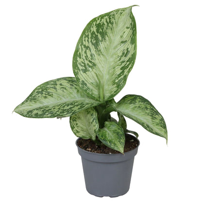 Dieffenbachia &