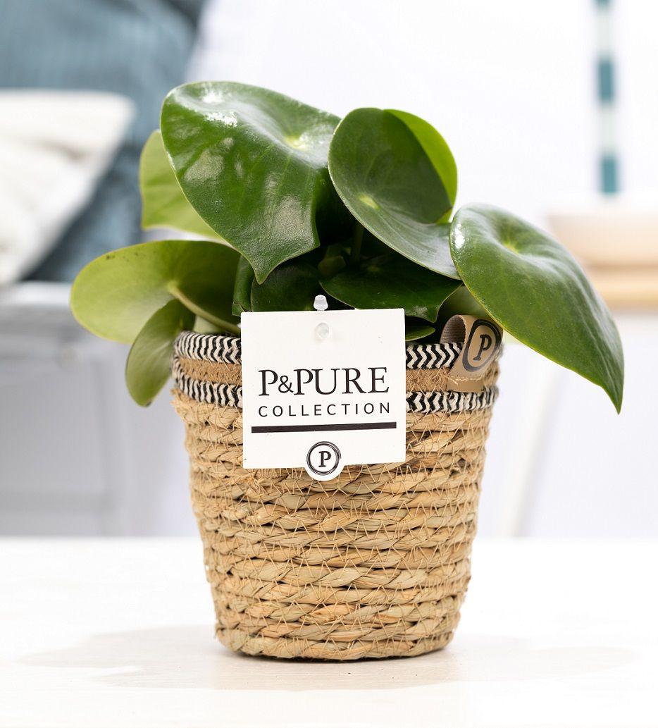 Everspring Peperomia Raindrop Pflanze in P&amp;PURE Korb, Ø12cm, Höhe 25cm, grüne Blätter, Zimmerpflanze