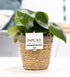 Everspring Peperomia Raindrop Pflanze in P&PURE Korb, Ø12cm, Höhe 25cm, grüne Blätter, Zimmerpflanze