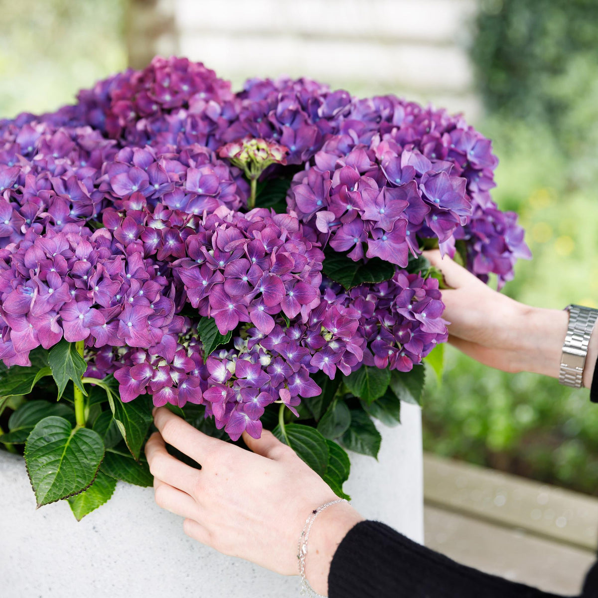Lila Hortensie Hydrangea Forever &amp; Ever von Everspring mit 7-12 Blüten in Topf, Höhe 55cm, Pflanze für Garten und Balkon