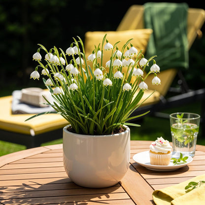Blumenzwiebeln Leucojum Aestivum von Everspring, 20 weiße Zwiebeln Größe 8/9, frisch und bereit für die Pflanzung.