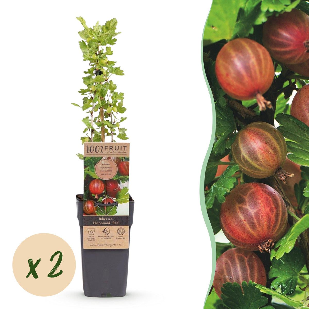 Zwei Ribes uva-crispa &