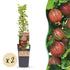 Zwei Ribes uva-crispa &
