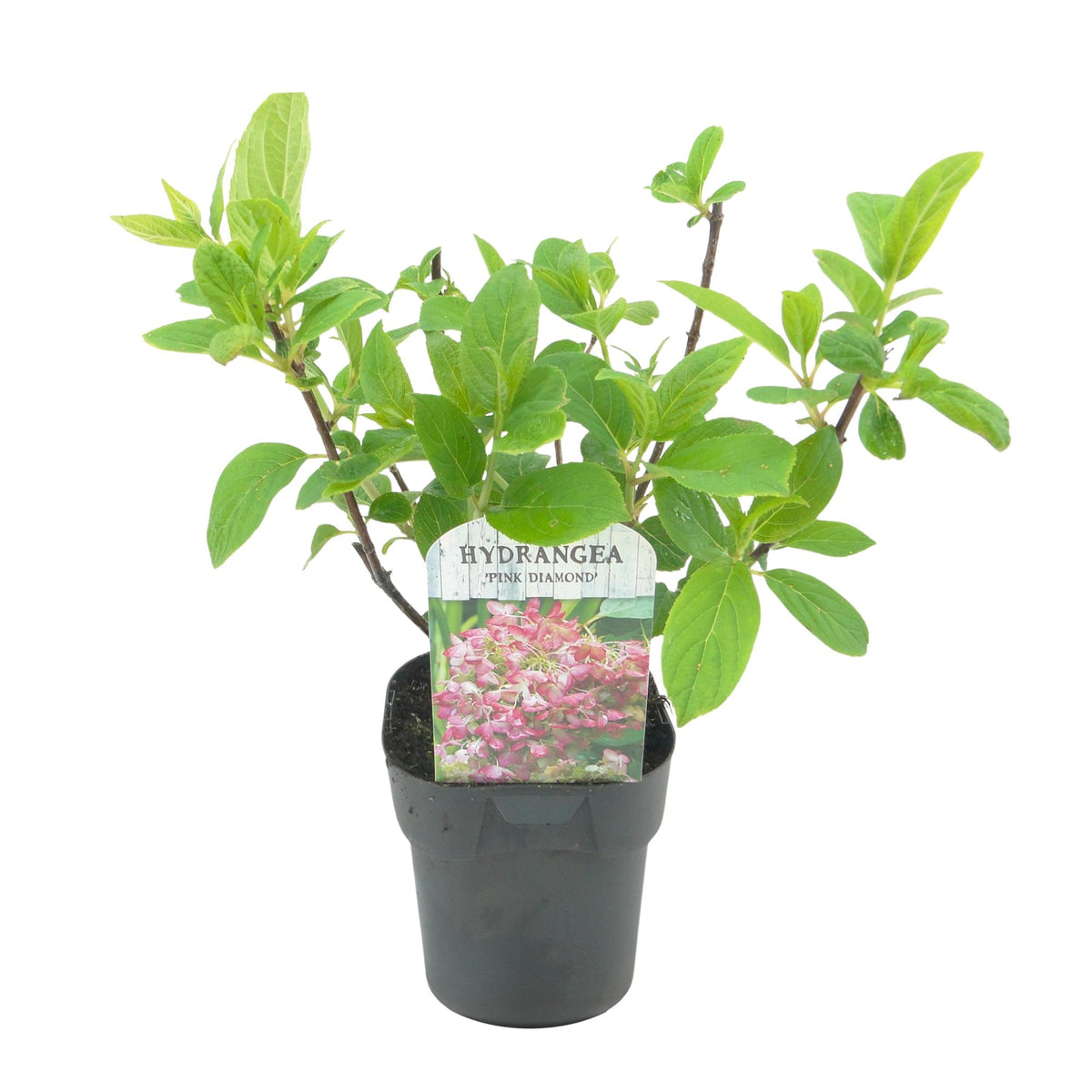 Everspring Rispenhortensie Pink Diamond, laubabwerfende Pflanze mit großen weißen und rosa Blüten, Topf 17cm, Höhe 50cm.