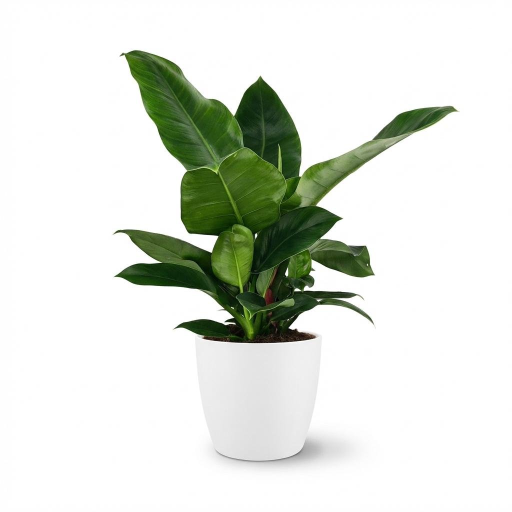 Philodendron Imperial Green kaufen | Zimmerpflanze – Topf Ø 19 cm, Höhe 65 cm - Wurzelwerk Design