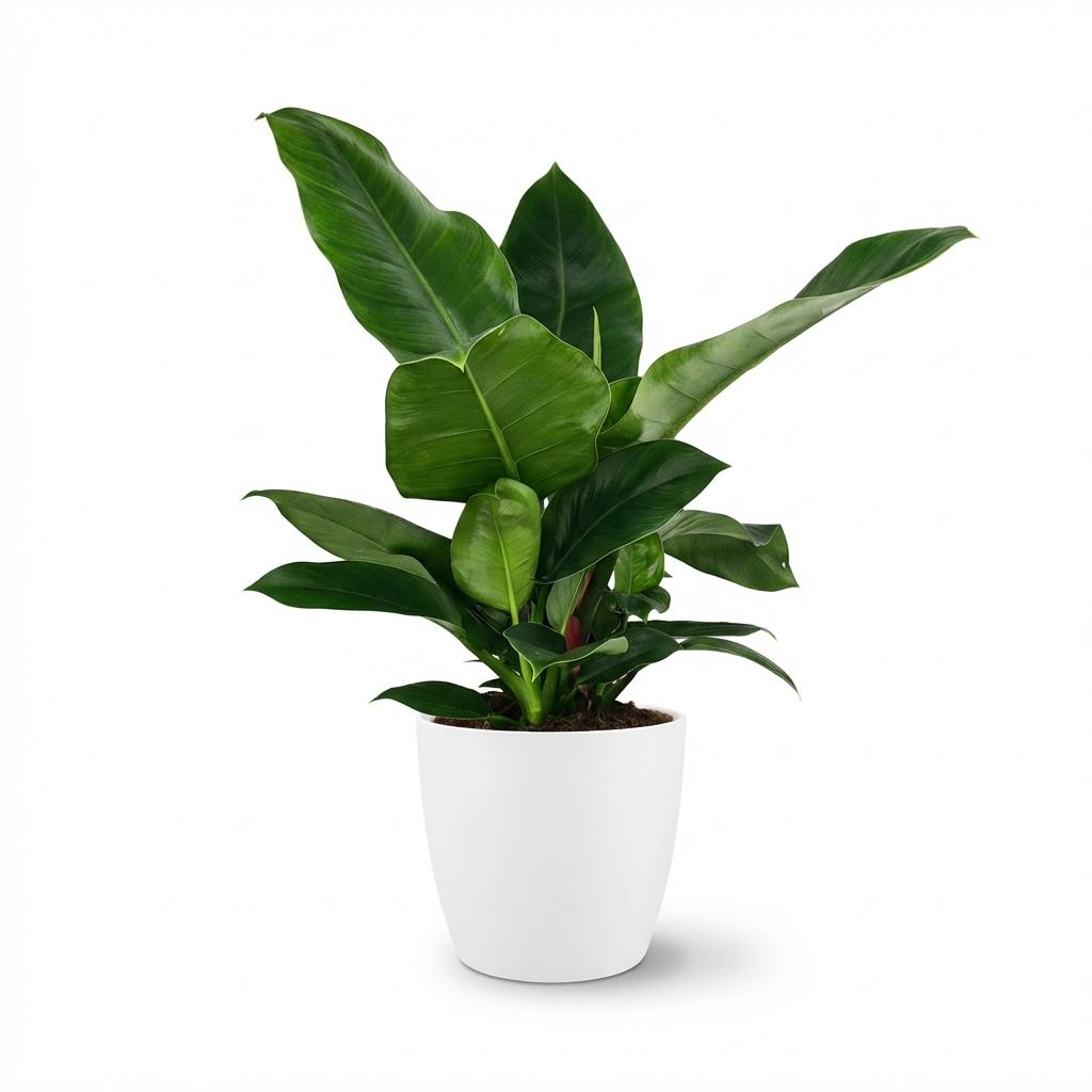 Grüner Philodendron Imperial Green in Topf mit 19 cm Durchmesser, Höhe 65 cm, Everspring Zimmerpflanze.