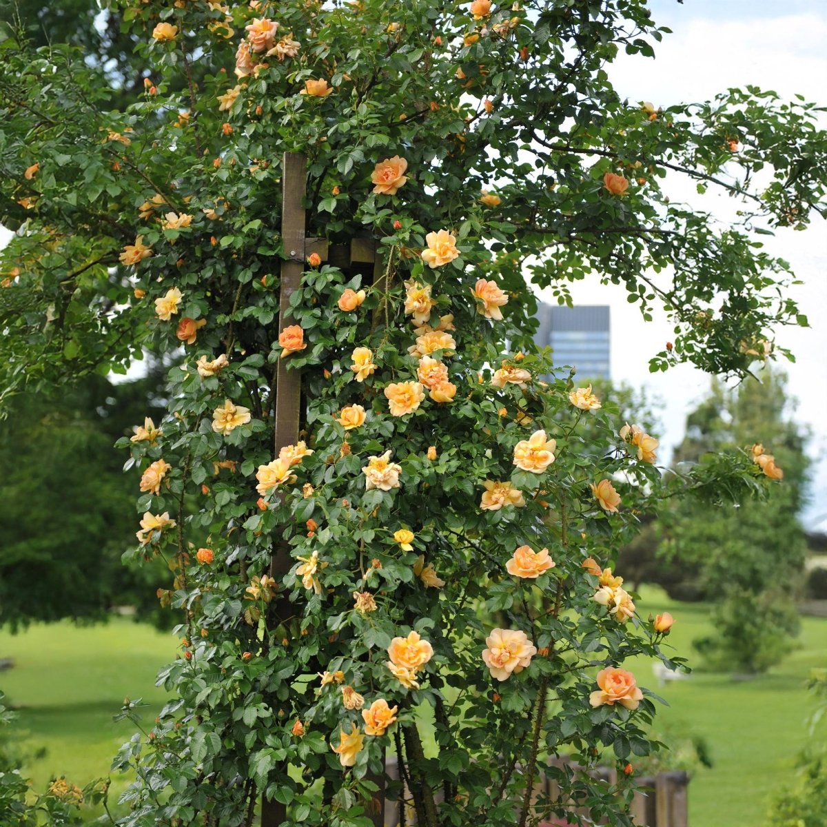 Kletterrose - Rosa Orange Climber - Blüte Orange - Wenig Pflege - 2 Pflanzen - Topf 11cm Höhe 40cm - Wurzelwerk Design