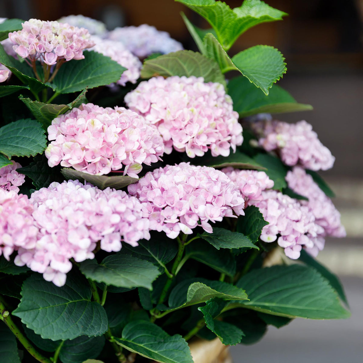 Everspring Hortensie Magical Revolution Pink in Topf, 23cm Durchmesser, blühende pinke Blumen, Höhe 55cm, 6-10 Blüten.