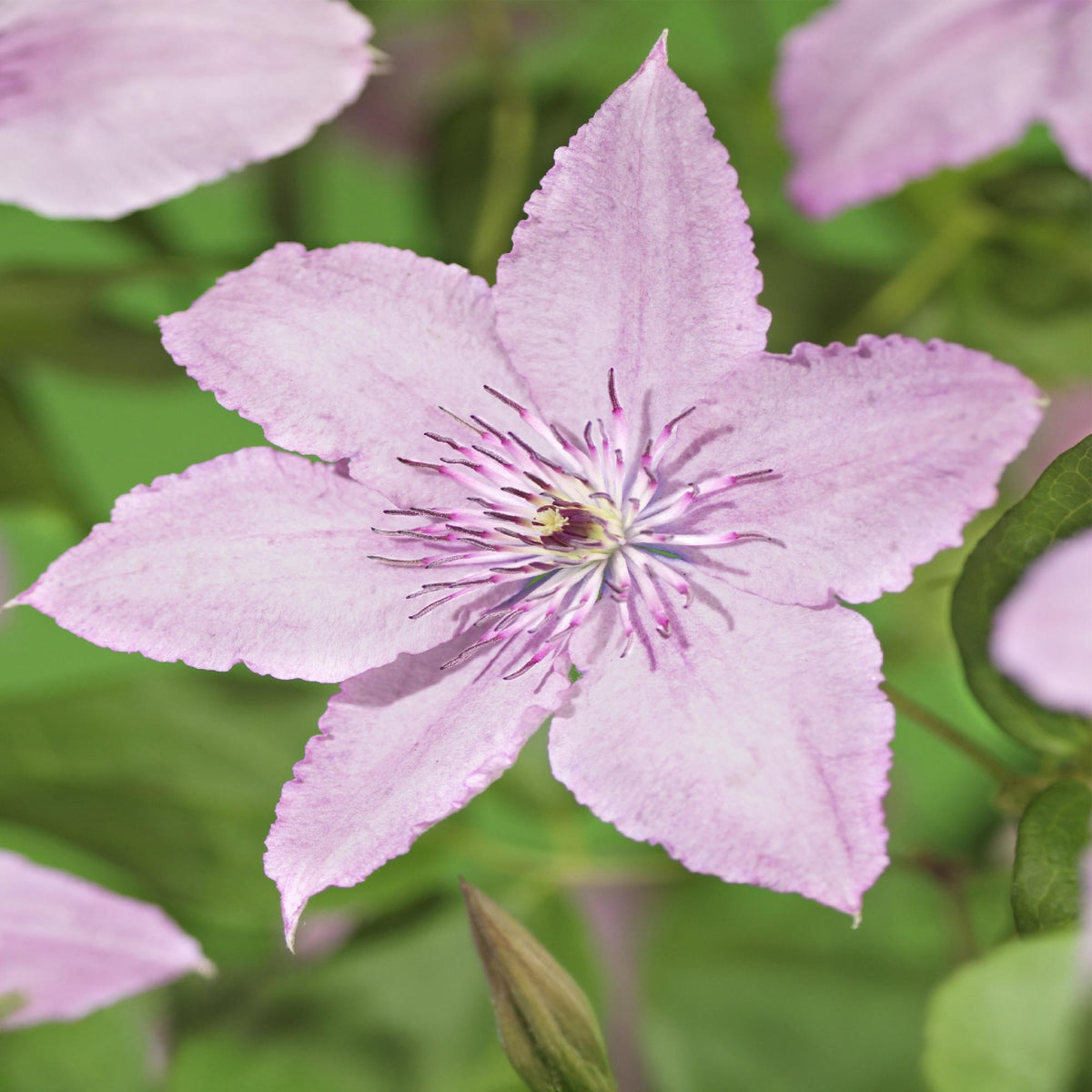 Zwei Everspring Clematis Hagley Hybrid Pflanzen mit rosa Blüten, 40 cm hoch, in 11 cm Töpfen, wenig Pflege erforderlich