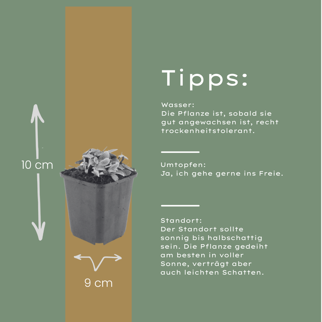 6x Anaphalis triplinervis - ↕10-25cm - Ø9cm