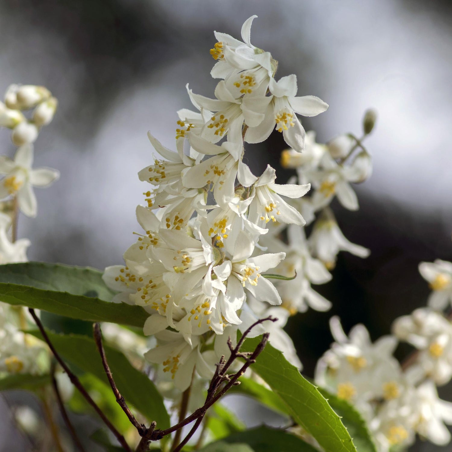 Deutzia Gracilis - Blüte Weiß - 1 Pflanze - Laubabwerfend - Wenig Pflege - Topf 17cm Höhe 45cm
