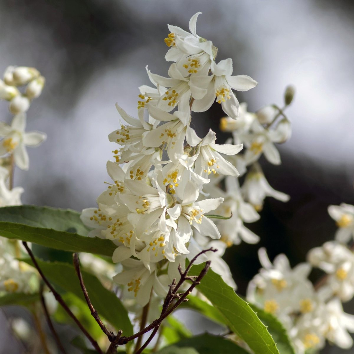 Deutzia Gracilis - Blüte Weiß - 1 Pflanze - Laubabwerfend - Wenig Pflege - Topf 17cm Höhe 45cm - Wurzelwerk Design