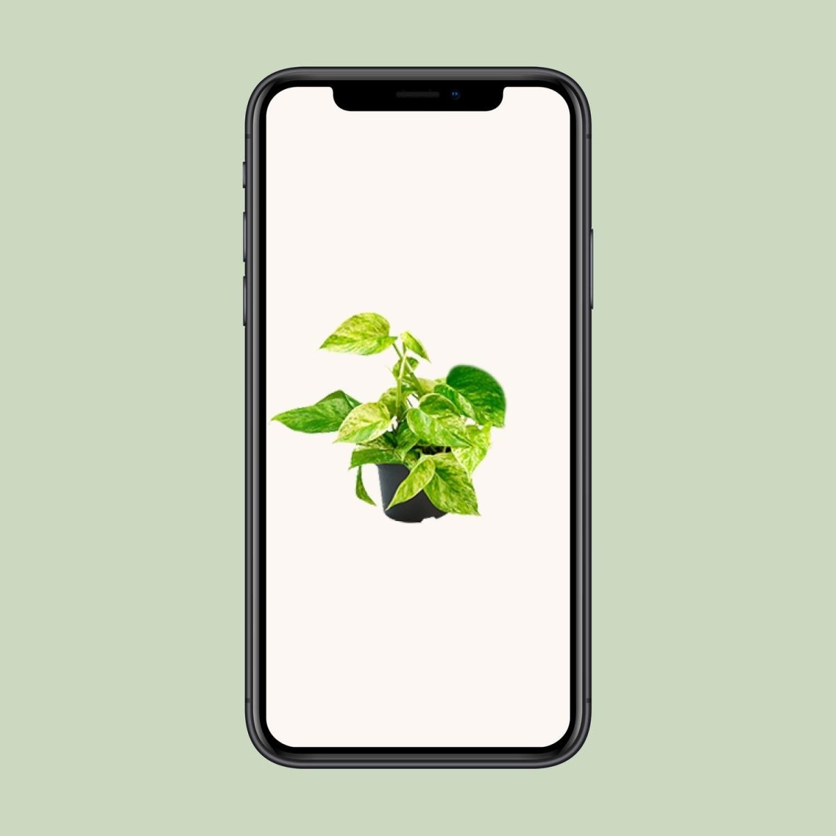 Epipremnum Marble Queen - Scindapsus - Ø15cm - ↕25cm - Ø12 - ↨15cm - Wurzelwerk Design