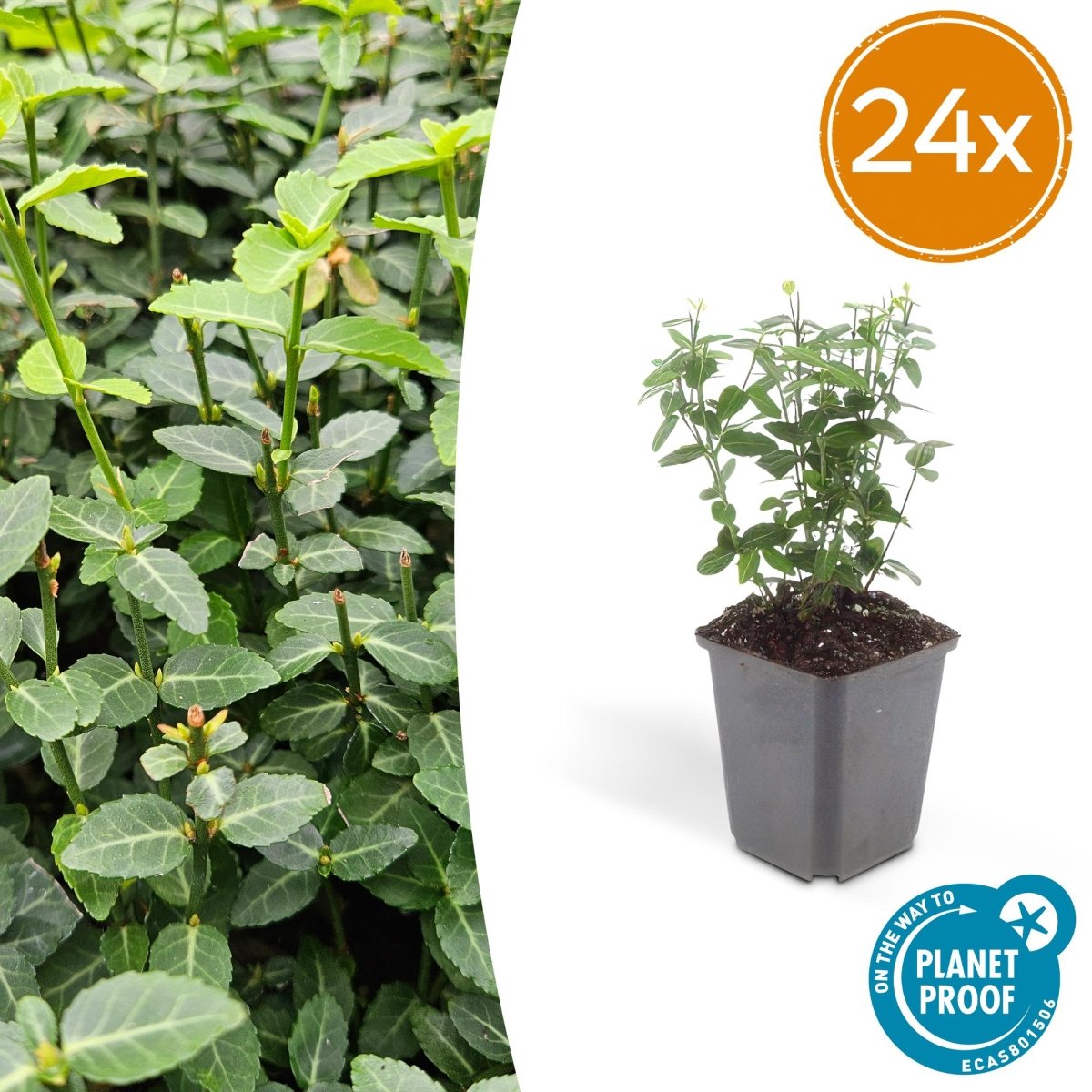 24x Euonymus fortunei radicans - Höhe 10 - 25 cm - Ø 9 cm - Wurzelwerk Design