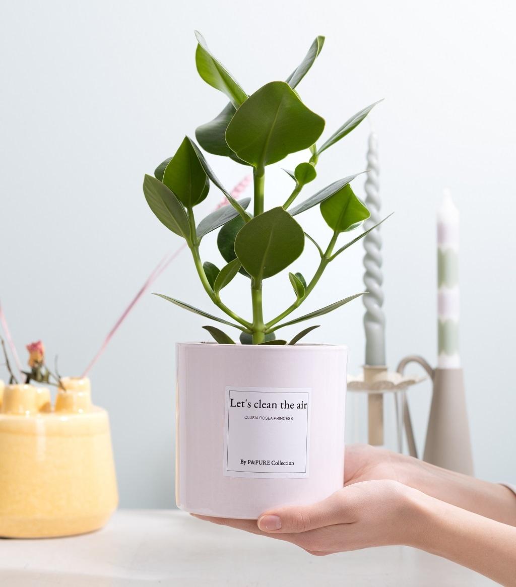 Clusia Rosea Geschenk „Let&