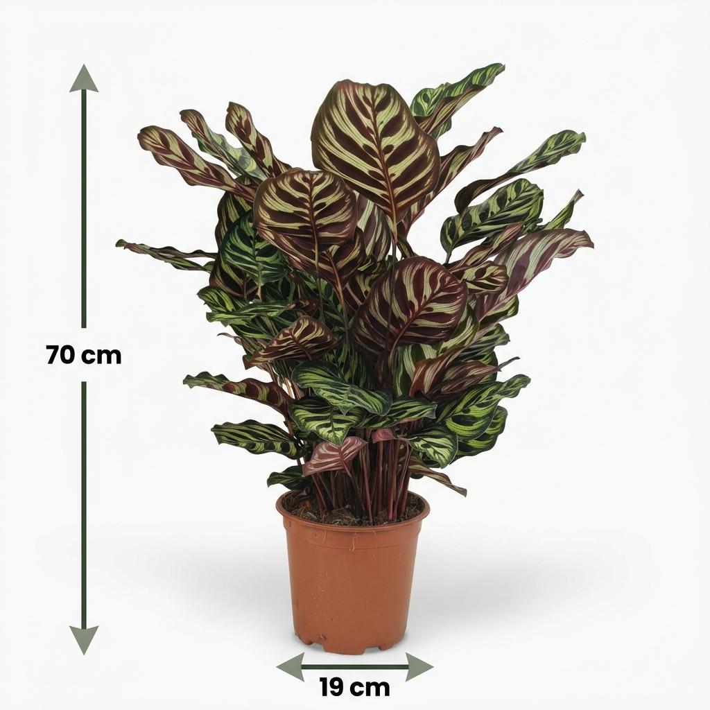 Calathea Makoyana kaufen | Pfauen-Korbmarante – Topf Ø 19 cm, Höhe 70 cm - Wurzelwerk Design