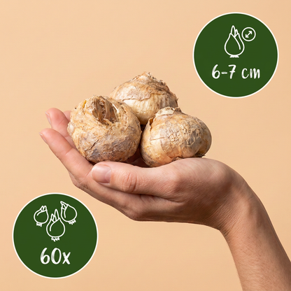 Schachbrettblume – Fritillaria meleagris online kaufen | 60 bis 240 Blumenzwiebeln, gemustert &amp; für feuchte Wiesen – Wurzelwerk Design