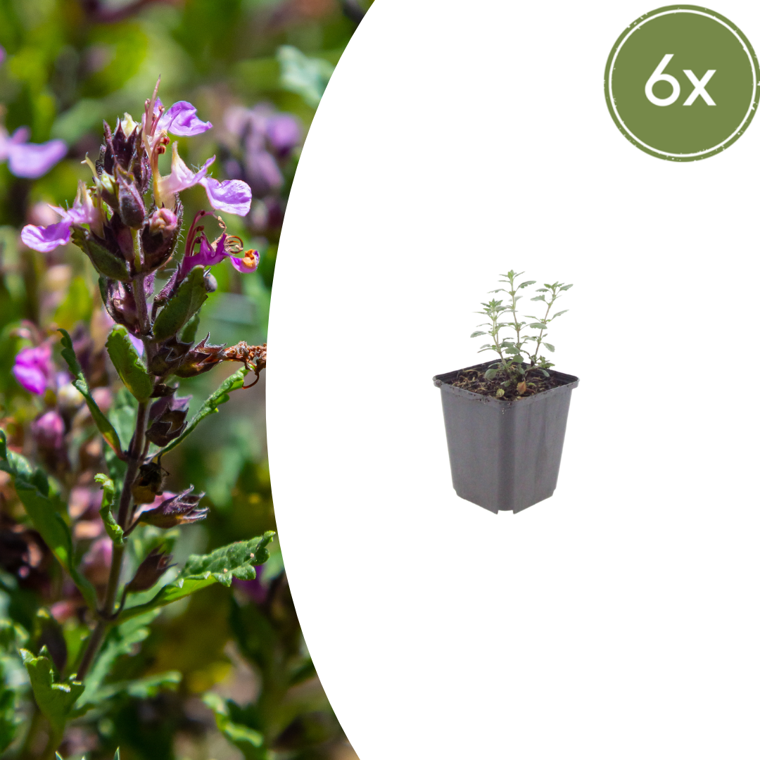 Sechs Teucrium lucidrys Pflanzen in Töpfen, Everspring Marke, Höhe 10-25cm, Durchmesser 9cm, Nahaufnahme.