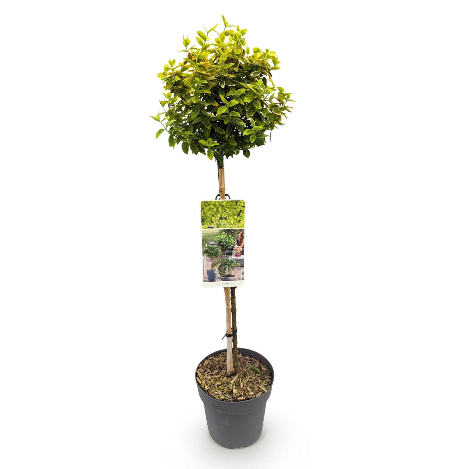 Immergrüne Euonymus fortunei Emerald n Gold Pflanze in Topf, winterhart, grün-gelbe Blätter, 19cm Durchmesser, 90cm hoch