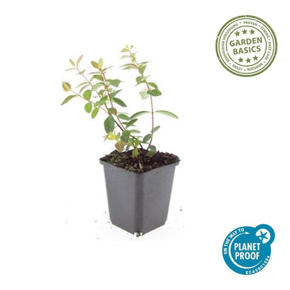 Sechs Hypericum dummeri &
