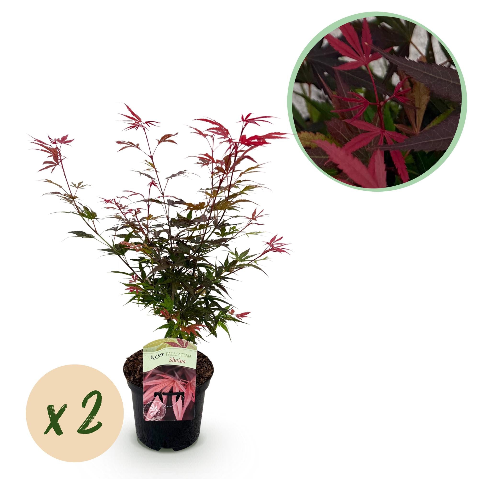 Japanischer Ahorn Shaina im 19 cm Topf, zwei Pflanzen, 70 cm hoch, mit roten Blättern, von Everspring.