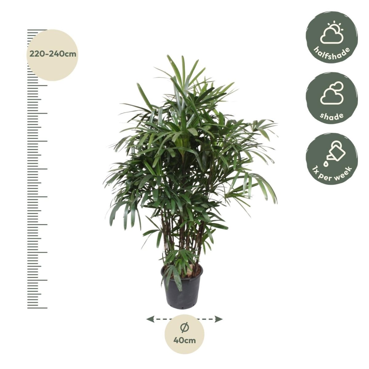 Rhapis excelsa Damenpalme 190 cm | Exklusive Premium - Palme im Ø40 cm Topf – Robust &amp; Luftreinigend - Wurzelwerk Design