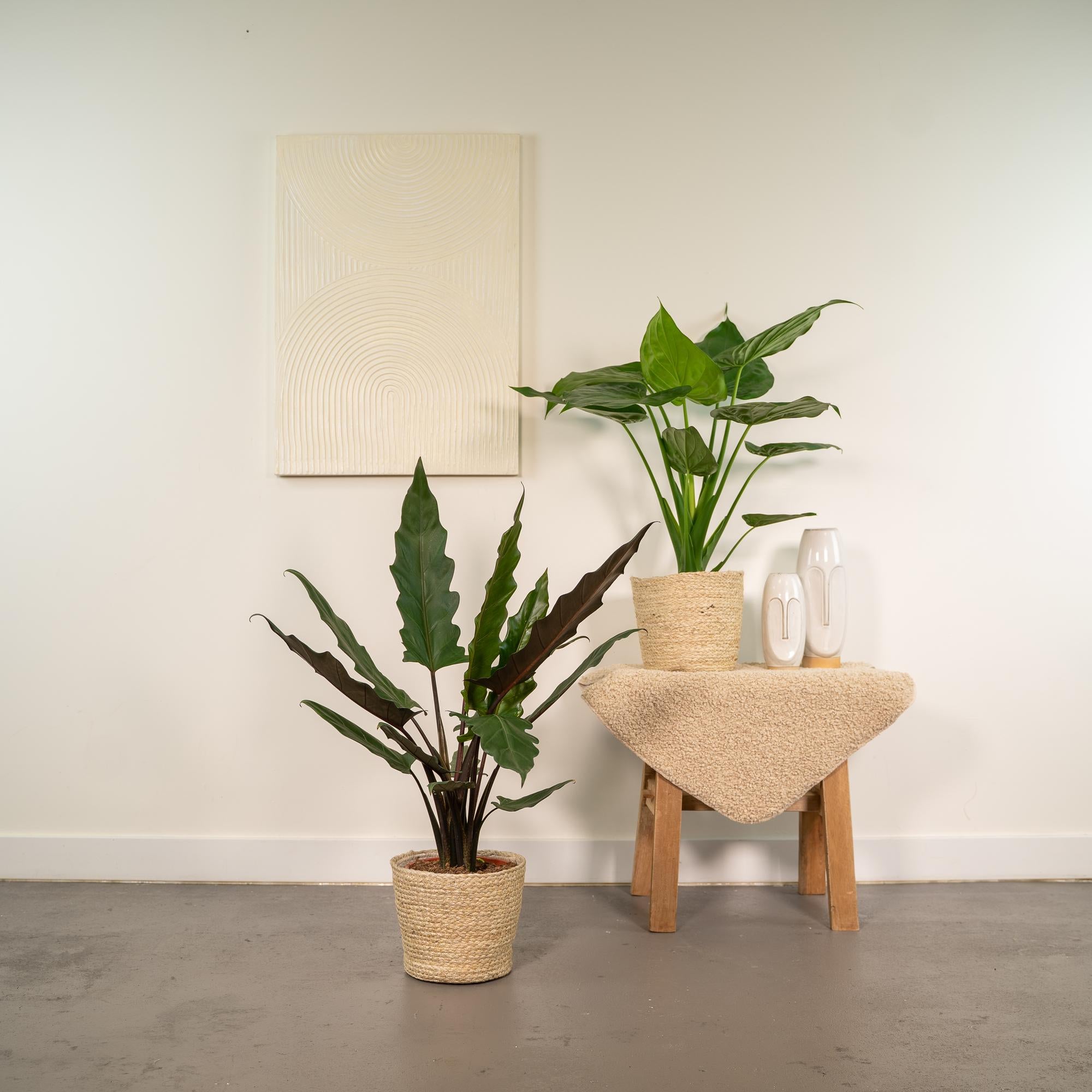 Zwei Alocasia-Pflanzen im Korb: Cucullata und Lauterbachiana, jeweils 60 und 75 cm hoch, von Everspring.