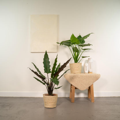Zwei Alocasia-Pflanzen im Korb: Cucullata und Lauterbachiana, jeweils 60 und 75 cm hoch, von Everspring.