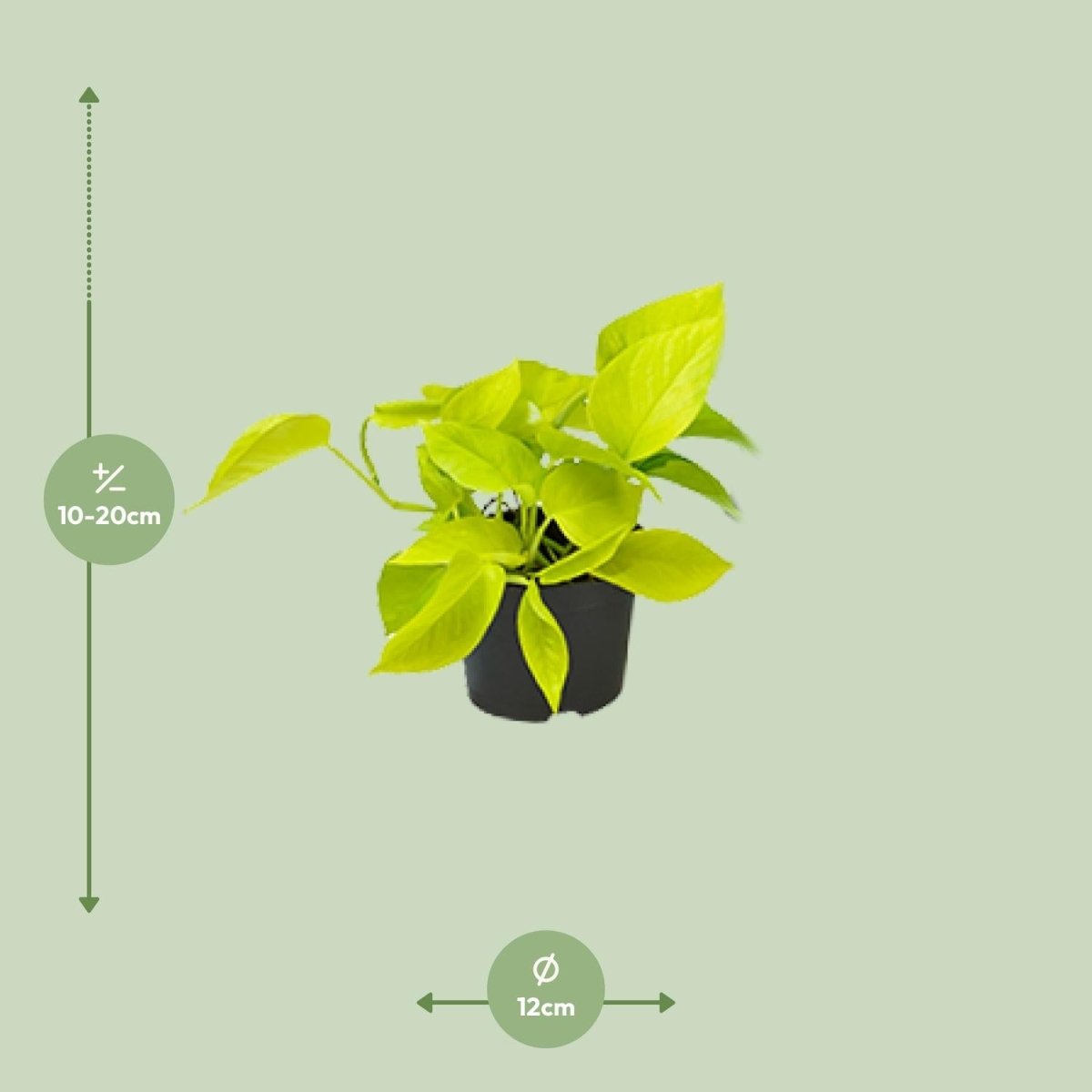 Epipremnum Golden Pothos - Scindapsus - PROMO - Ø12 - ↕15cm - Wurzelwerk Design