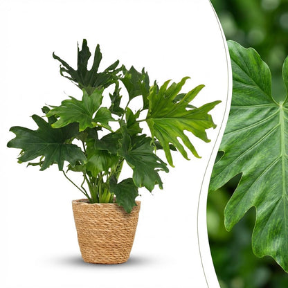 Philodendron Lickety Split kaufen | Topf Ø 19 cm, Höhe 70 cm