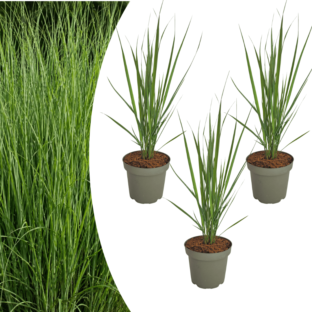 Rutenhirse Northwind kaufen | 3× Panicum virgatum, Ø 12 cm - Wurzelwerk Design