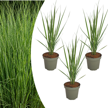 Rutenhirse Northwind kaufen | 3× Panicum virgatum, Ø 12 cm