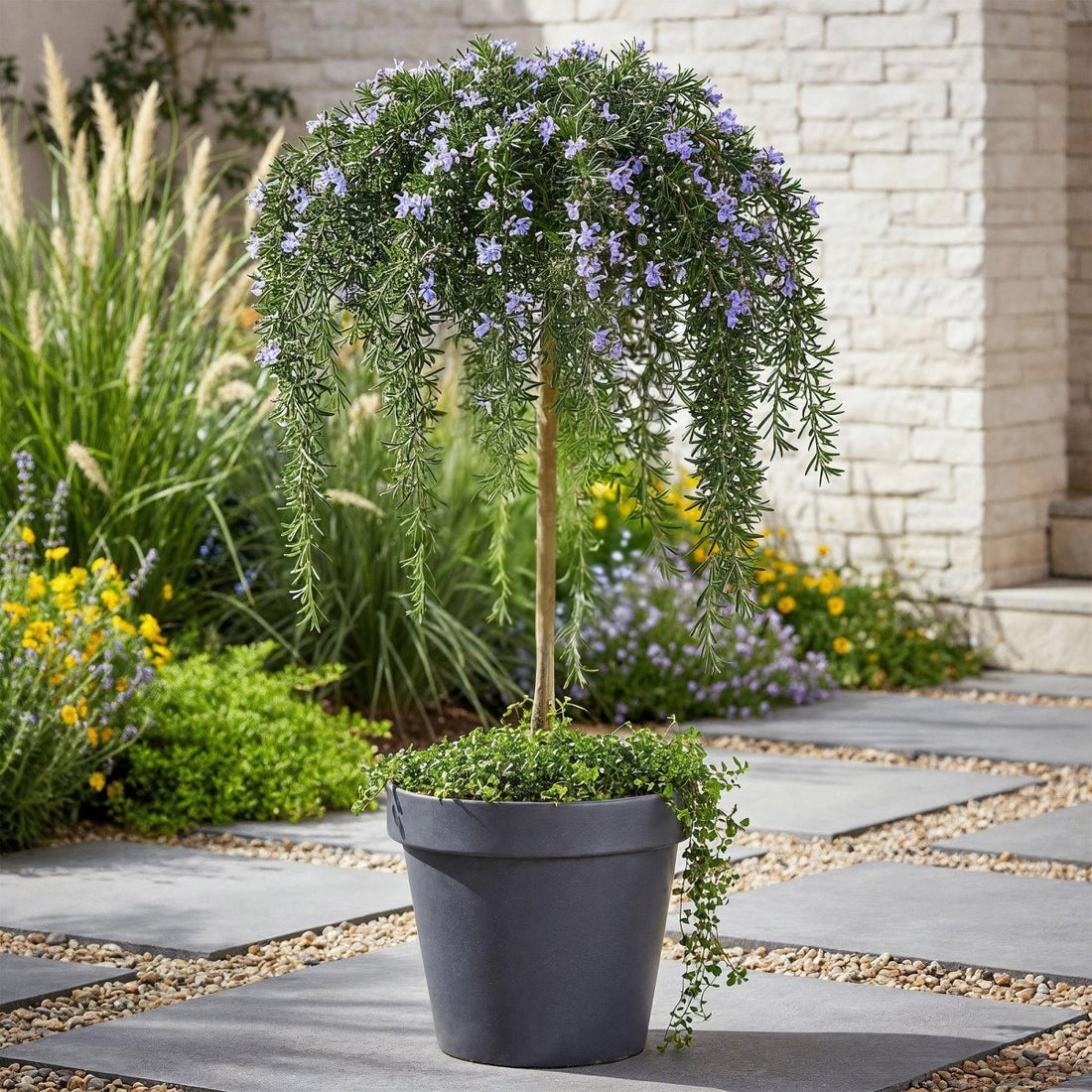 Rosmarinus officinalis Prostratus - Terrassenpflanze - Topf 19cm Höhe 70 - 90cm - Wurzelwerk Design