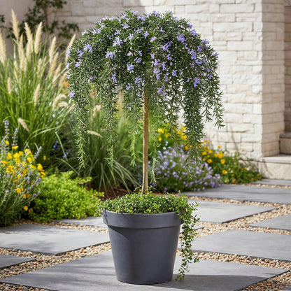 Rosmarinus officinalis Prostratus - Terrassenpflanze - Topf 19cm Höhe 70 - 90cm