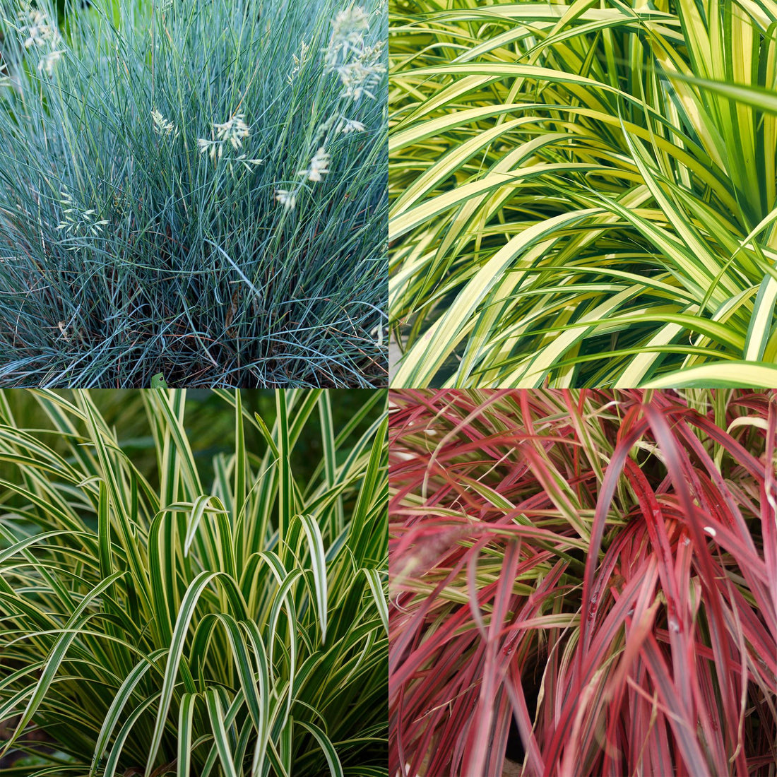 Ziergräser - 4 Pflanzen - Blau - Gelb - Grün - Rot - Immergrün - Wenig Pflege - Topf 17cm Höhe 50cm